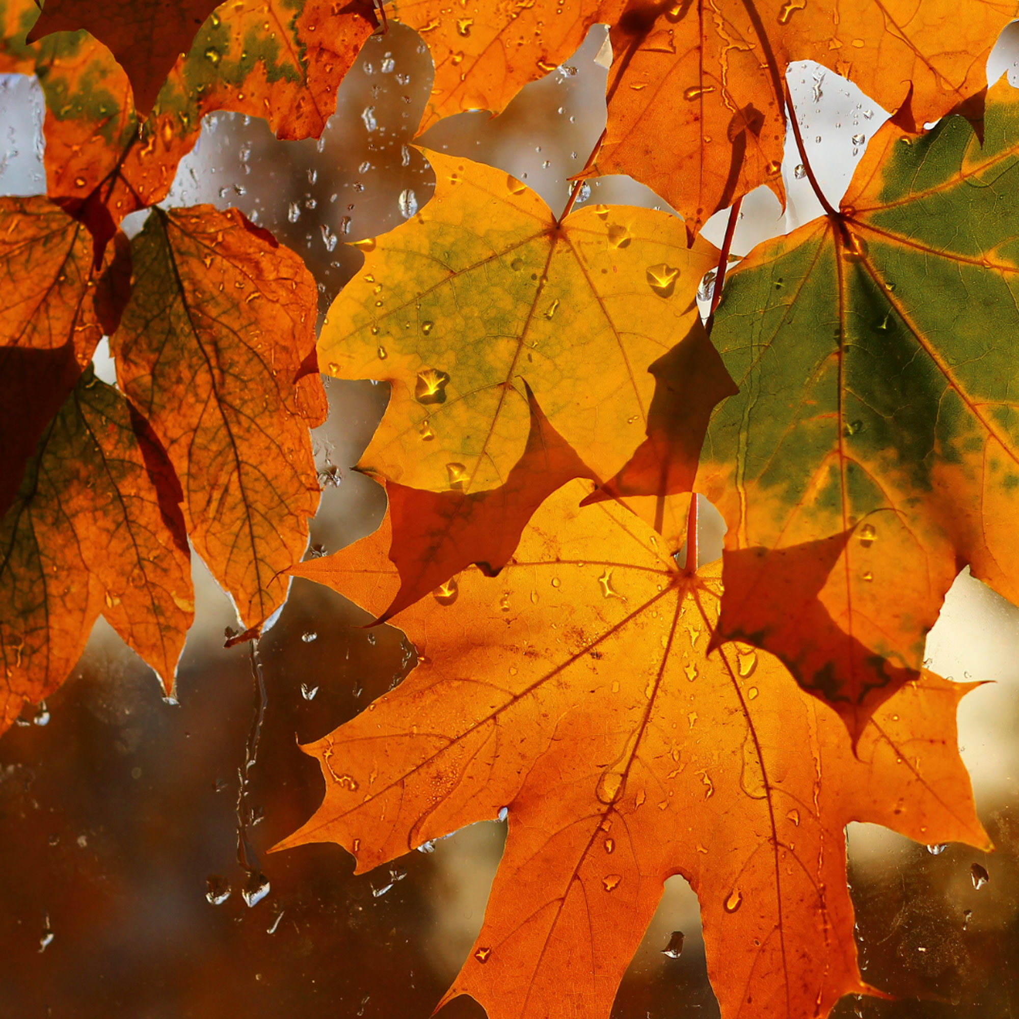 Canadian Maple Types