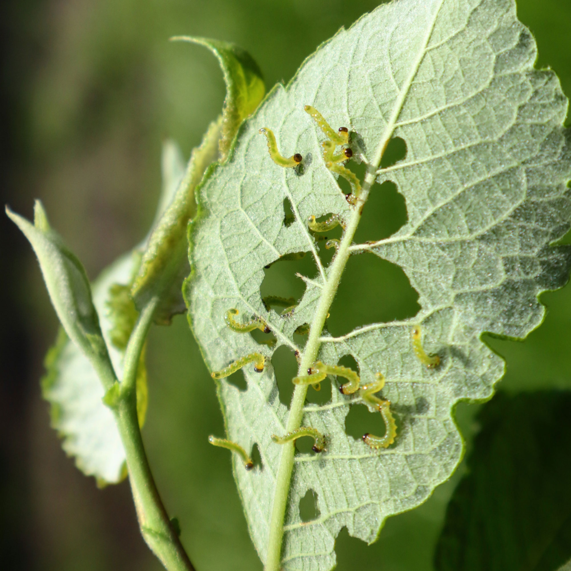 Pest Management Strategies