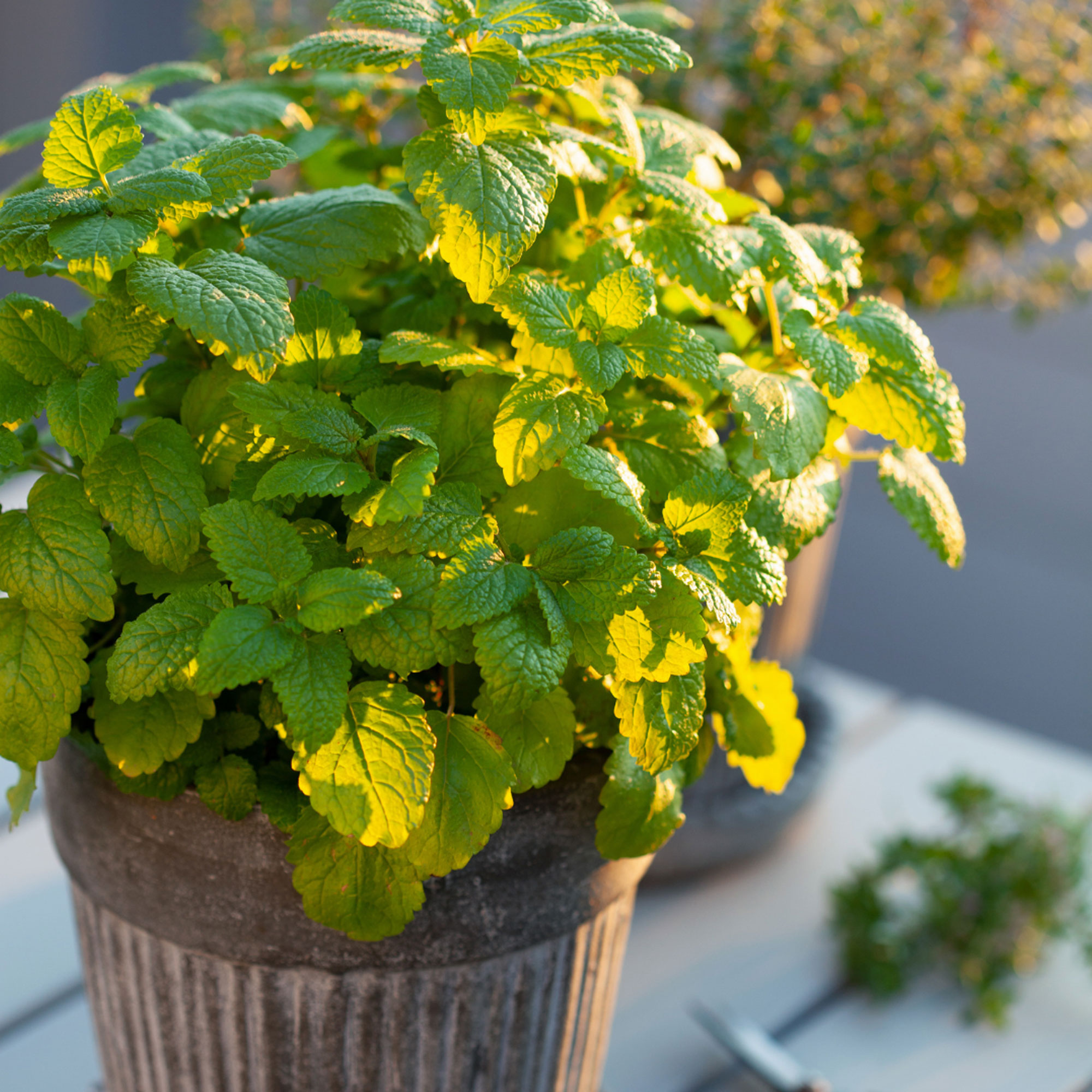Secrets of Growing Herbs at Home