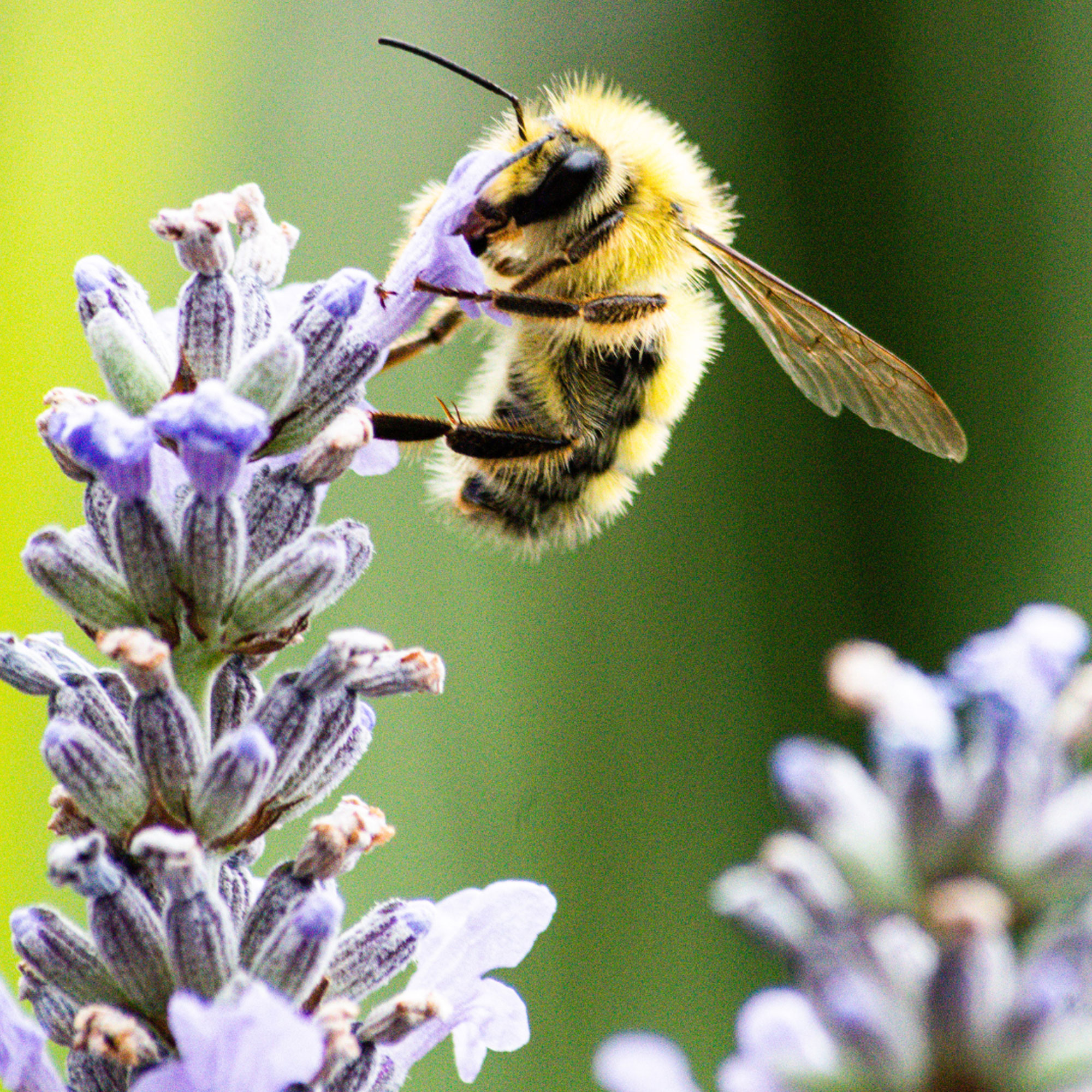 Creating a Pollinator Friendly Garden: Tips to Attracting Bees & Butterflies