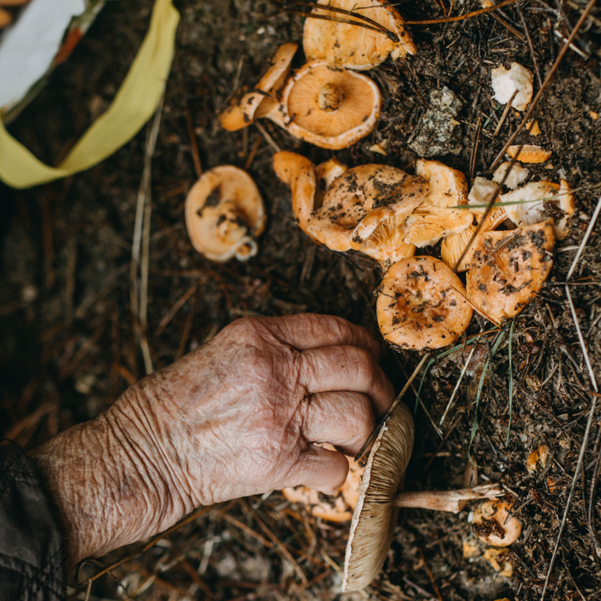 Canadian Mushroom Foraging
