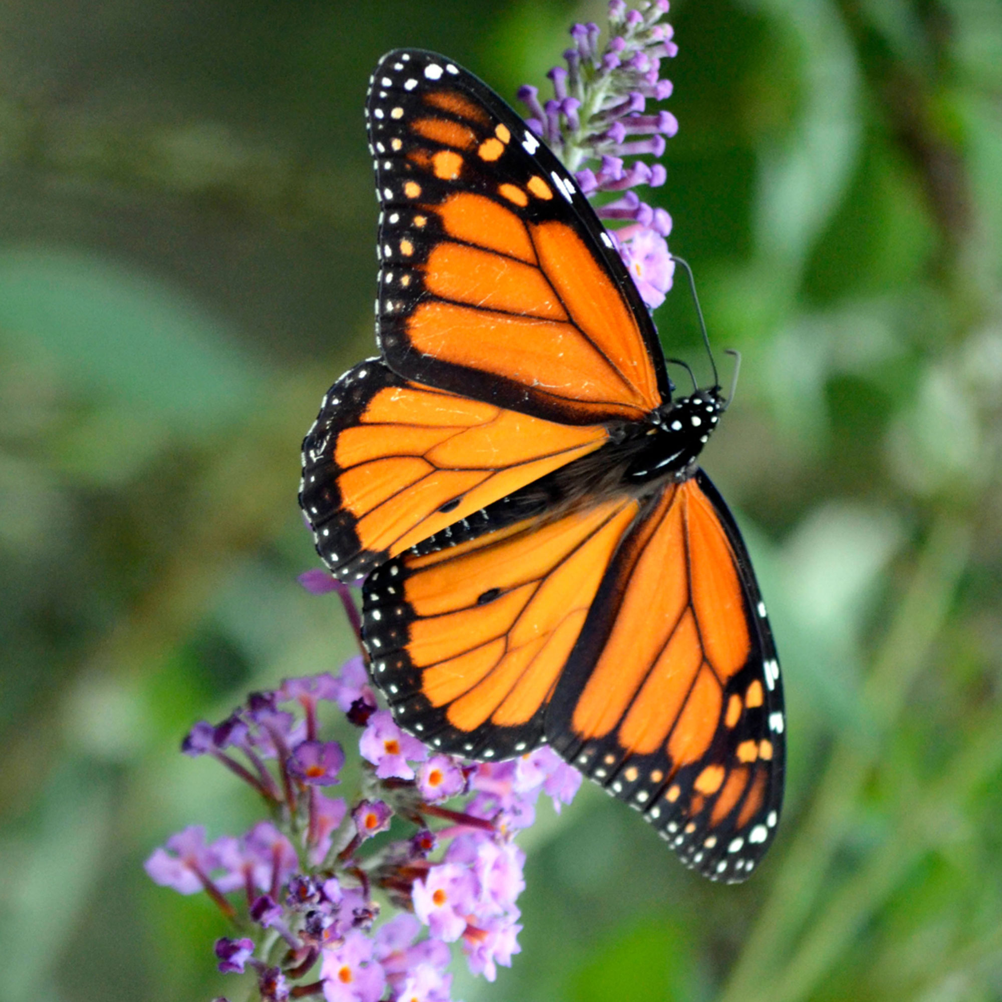 Importance of Creating a Pollinator-Friendly Garden