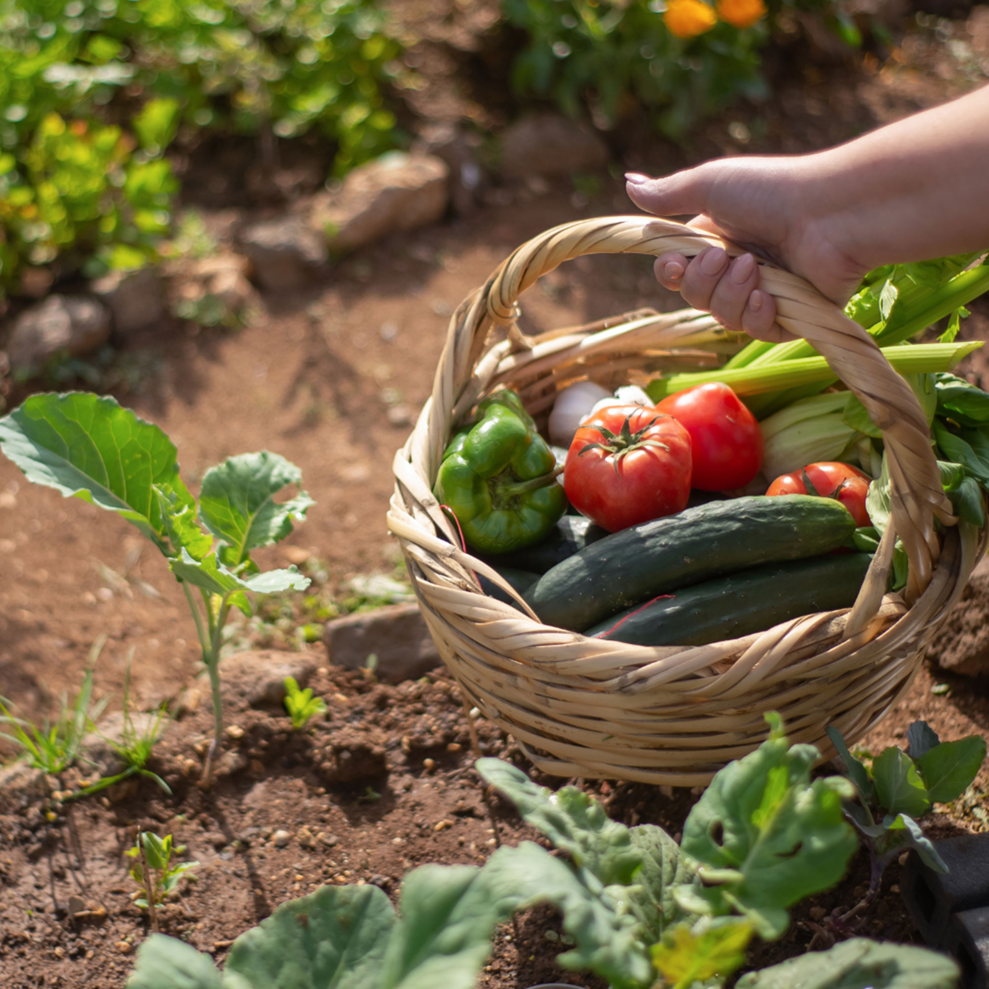Prepping Your Garden for Summer Harvest