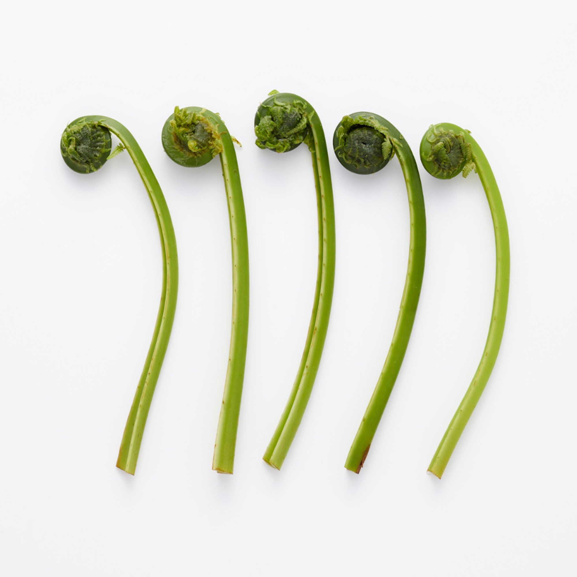 Sustainably Foraging for Fiddleheads