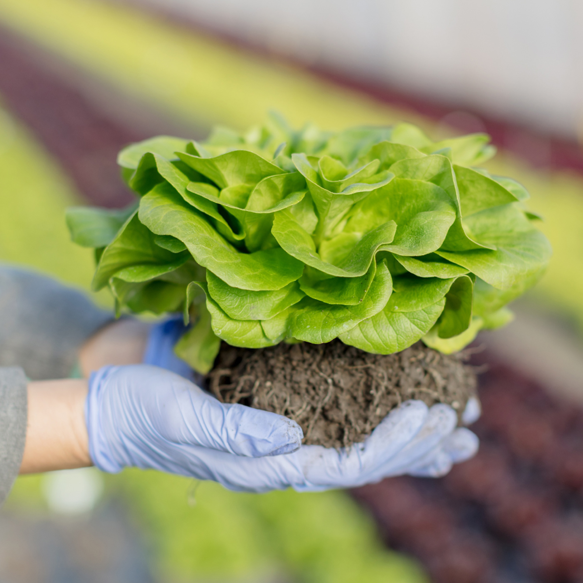 Benefits of Succession Planting