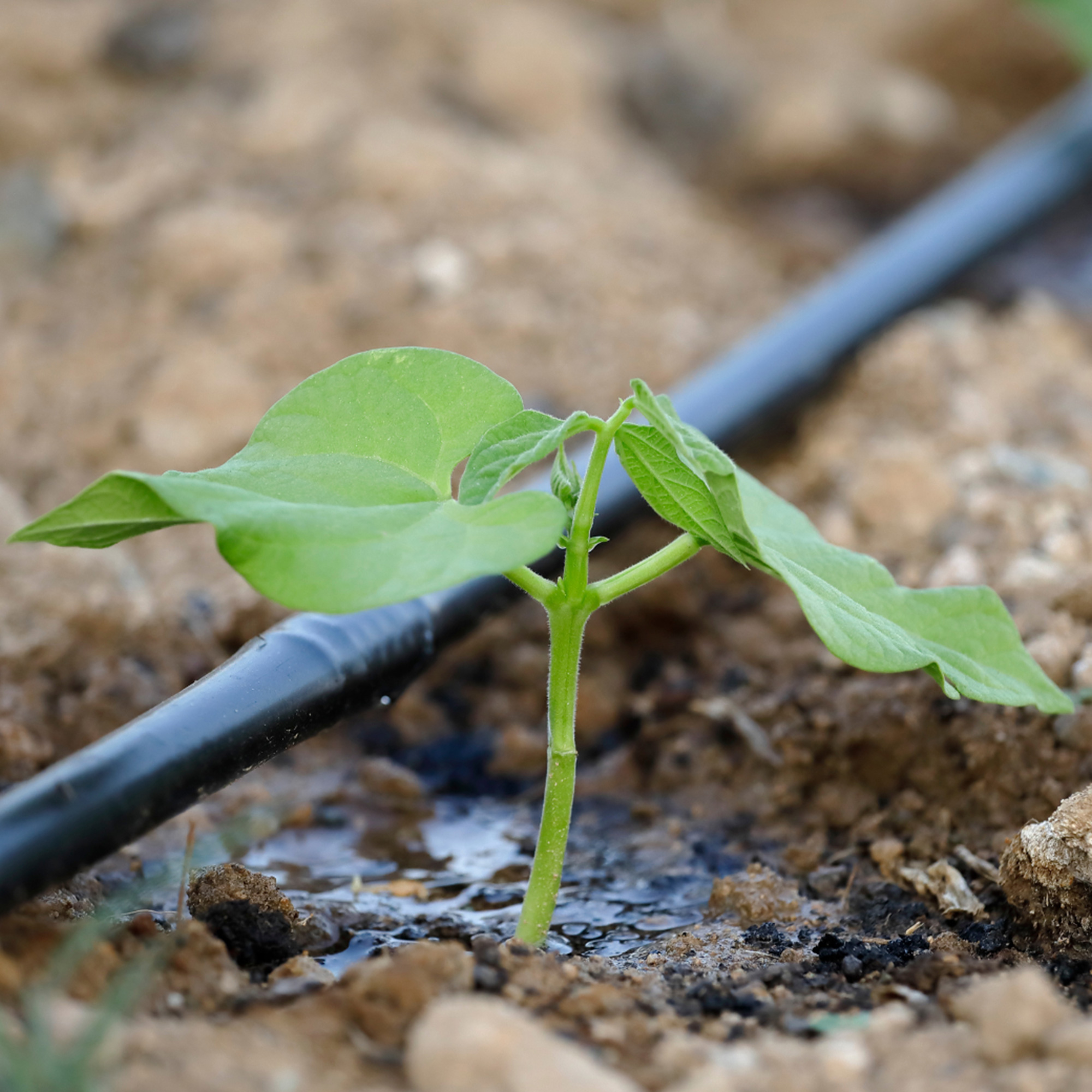 Irrigation Techniques for Hot Weather