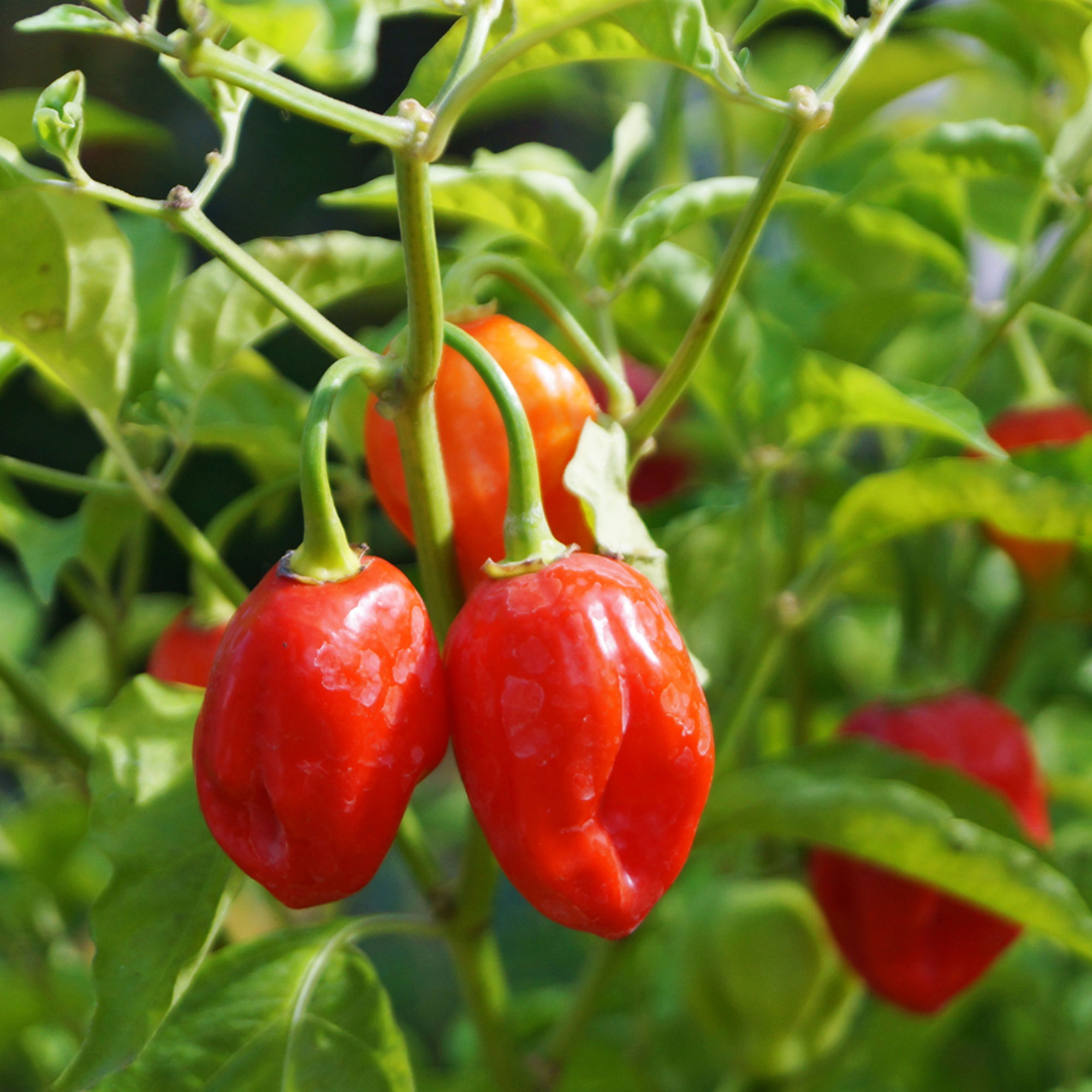 Planting Seasonal Summer Crops